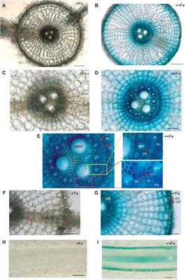 Nicotianamine Synthesis by OsNAS3 Is Important for Mitigating Iron Excess Stress in Rice